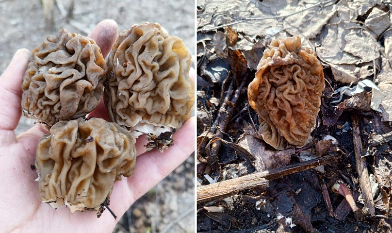 Новосибирцы открыли грибной сезон: сморчковую шапочку собирают вёдрами