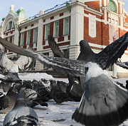 Чёртову дюжину голубей-мигрантов развернули в аэропорту Толмачёво